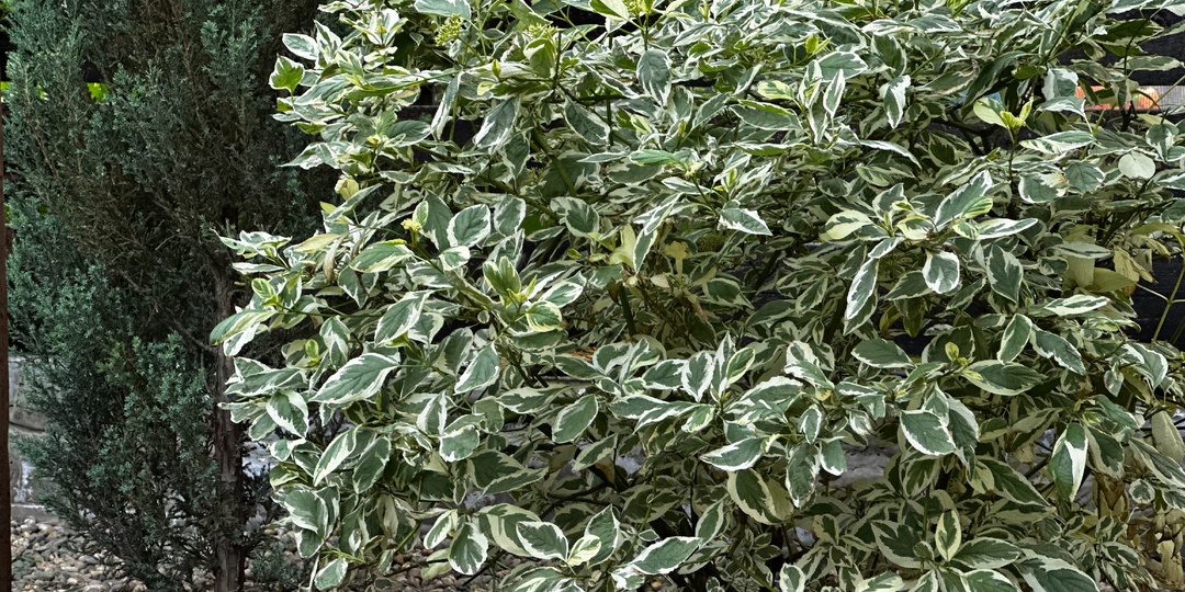 Как создать красивый сад с помощью декоративных кустарников: простая схема с примерами растений