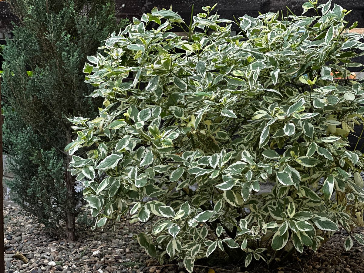 Дерен белый