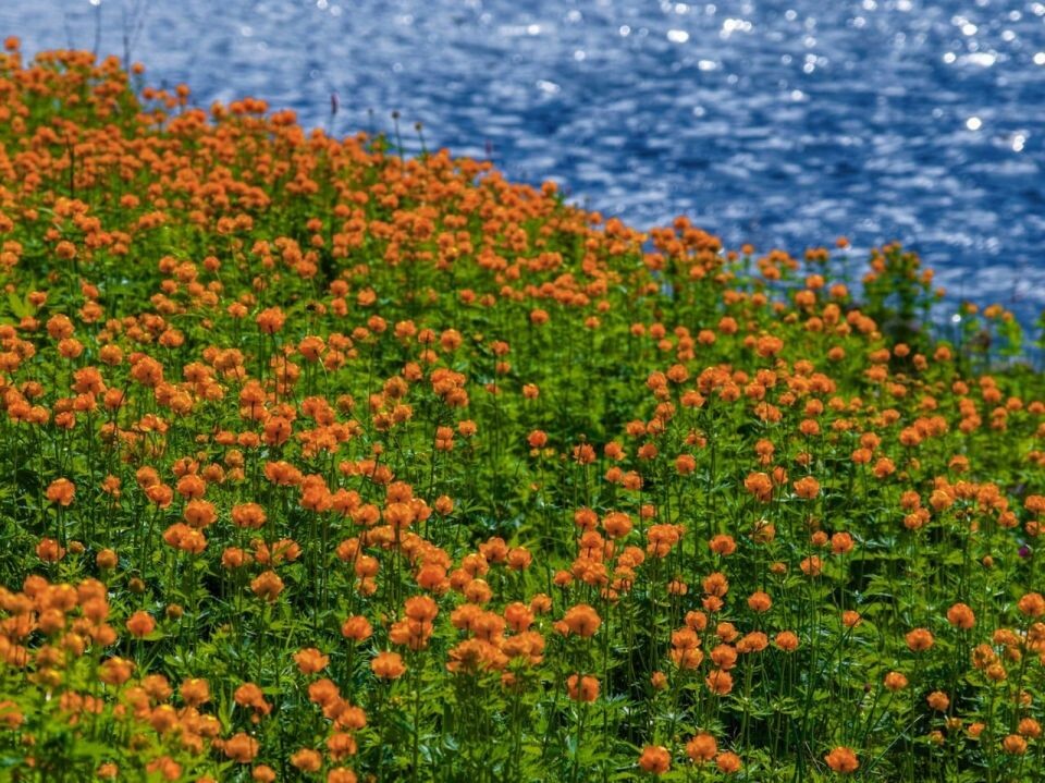    Цветение "огоньков" на берегу Телецкого озера в середине лета. Источник: Роман и Татьяна Воробьевы