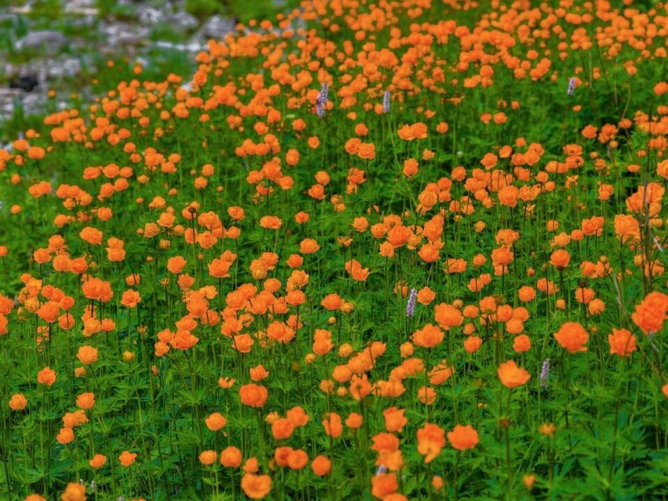    Цветение "огоньков" на берегу Телецкого озера в середине лета. Источник: Роман и Татьяна Воробьевы