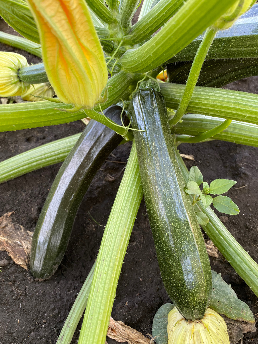 Кабачок «Черная вдова»