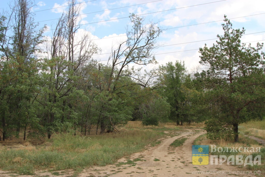 Лесополоса вдоль ул. Пушкина📷    Чья могила в сквере 21-го: в Волжском в 2003 году не хоронили Левана Тулашвили
