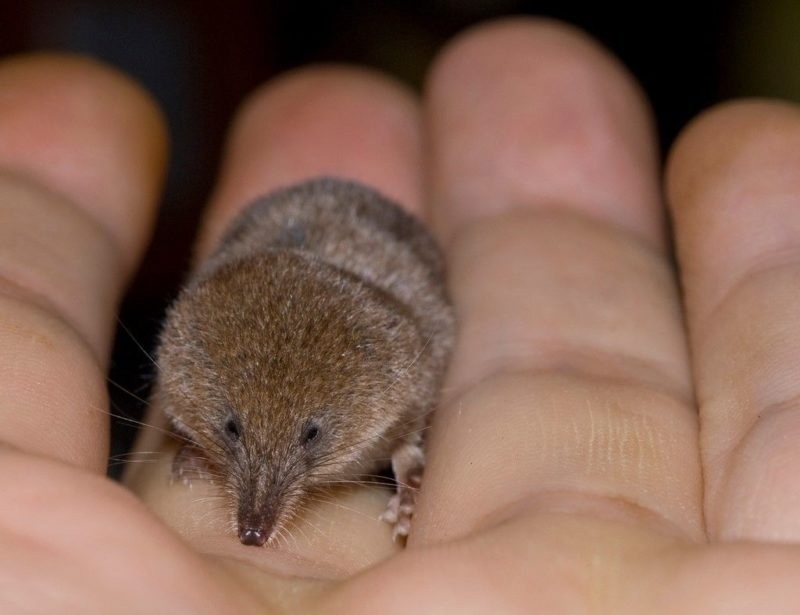 Карликовая белозубка (Etruscan Shrew, Suncus etruscus)
