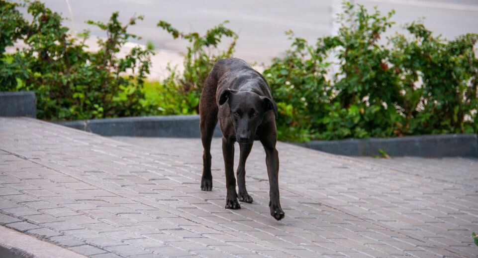    Svetlana Vozmilova/Global Look Press / www.globallookpress.com