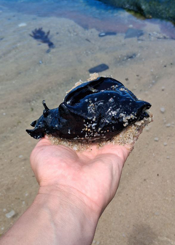 Видите сверху будто бы торчат антенки? Ими морской заяц "нюхает", а  нателе - поднятые вверх "крылышки". С их помощью он изящно плавает.