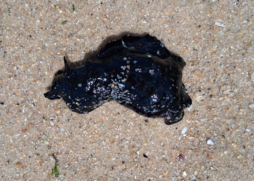 Можно перепутать с какашкой. Но нет - это живое существо. 