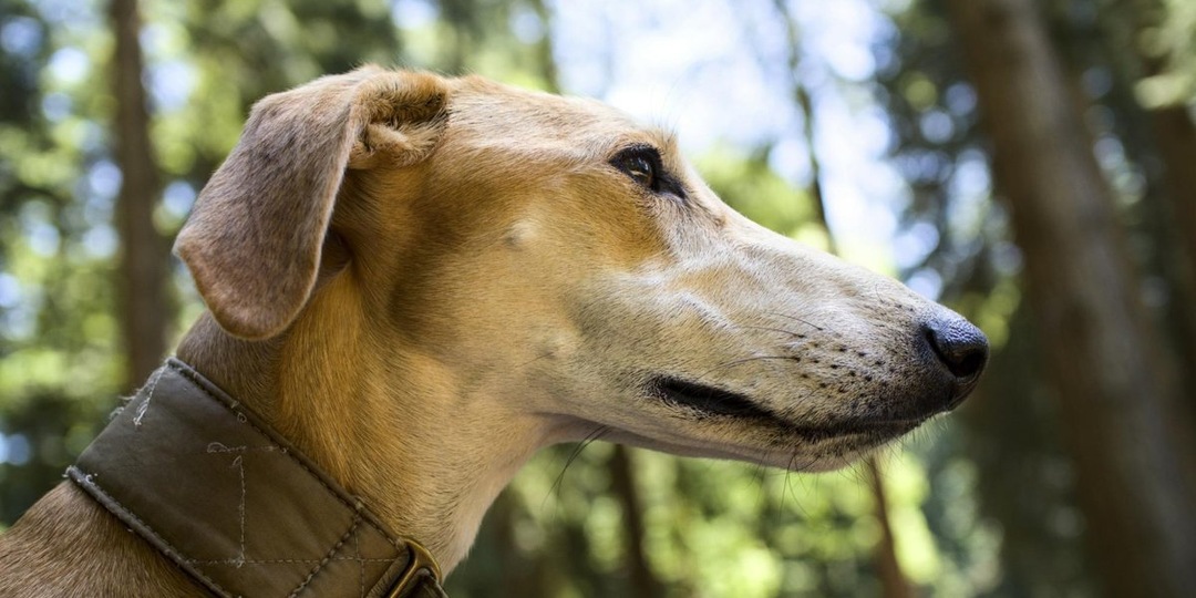 12 фактов про мозг собаки, которые вас удивят