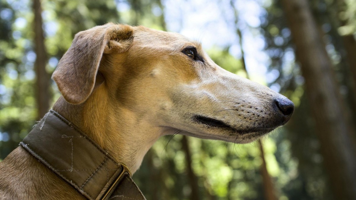    Мозг собаки — маленький по размеру, но способности у него большие.