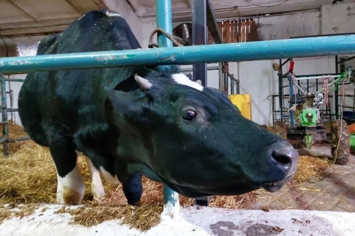    Тюменские аграрии наращивают производство молока