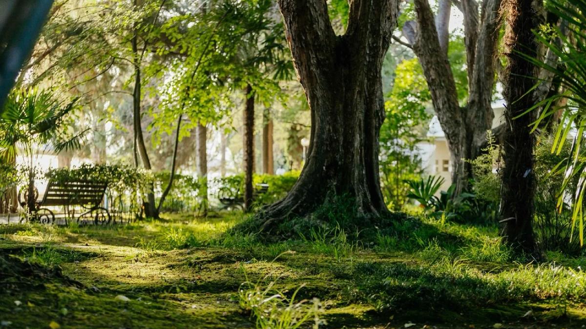 Фото дендропарка в отеле «Амра Парк» в Гагре
