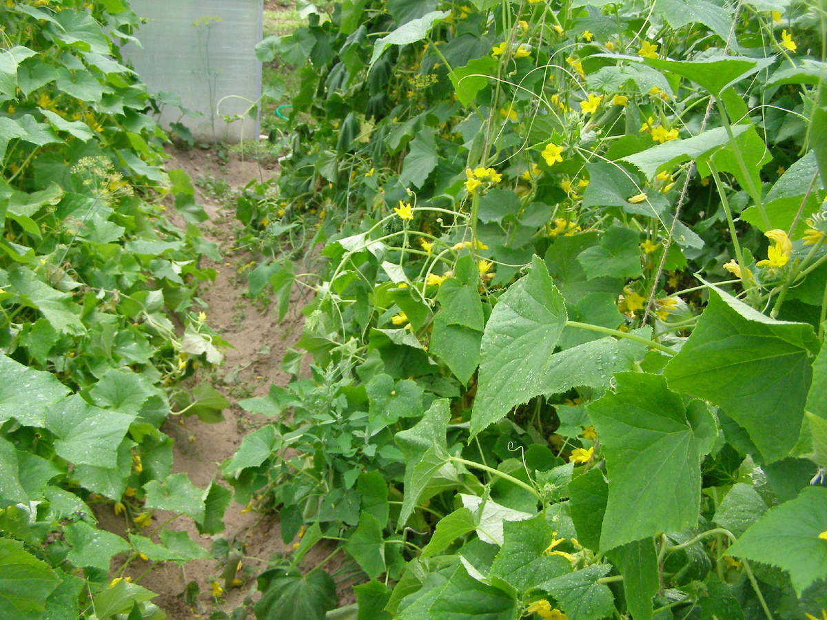 Ветки такие длинные, что их подвязывать надо. В деревне это делть умеют.