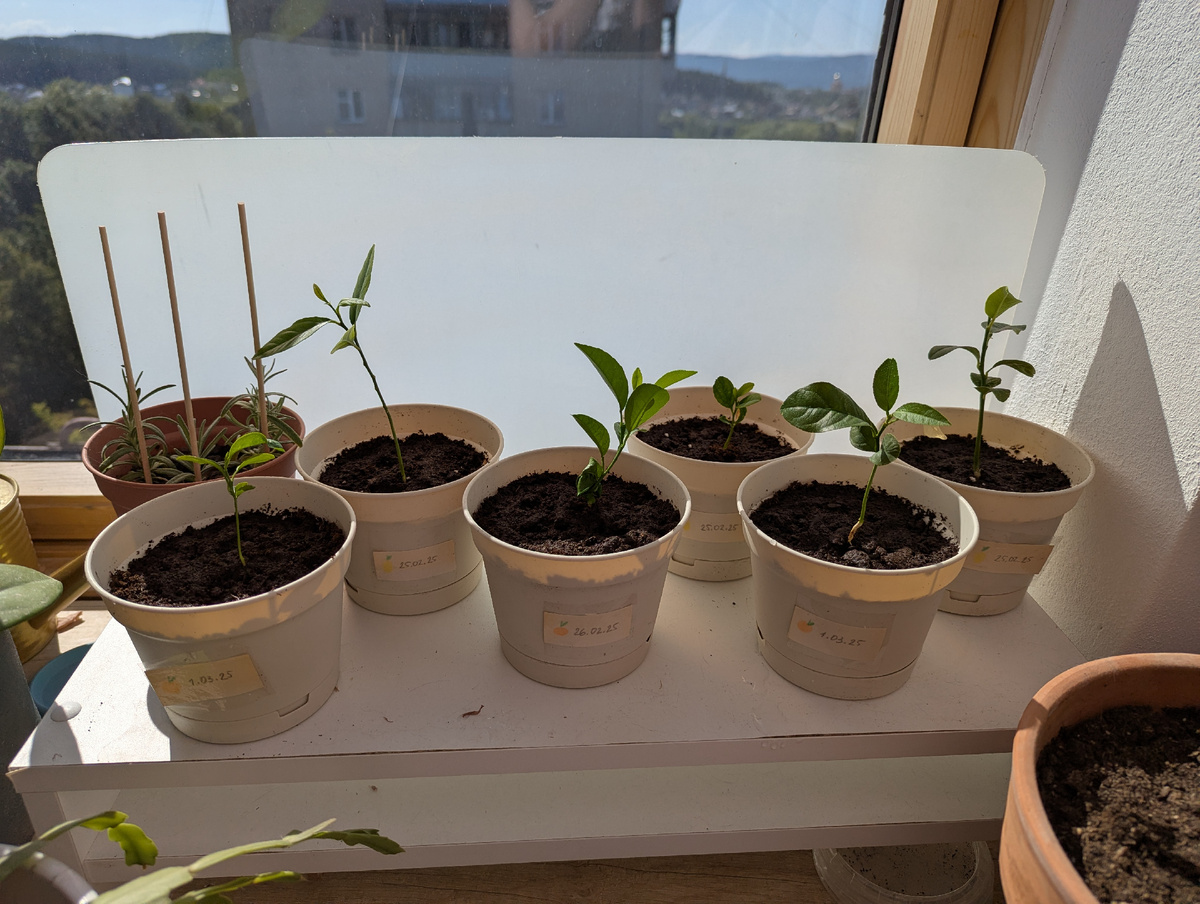 Мои розмаринчики и их соседи по подоконнику — саженцы лимонов и мандаринов 🍋