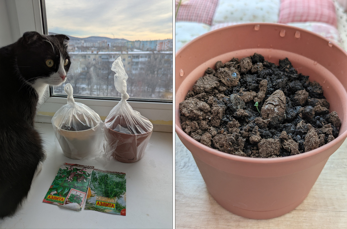 Посадка семян и первый росток розмарина — фотографии с разницей в 10 дней 🌱