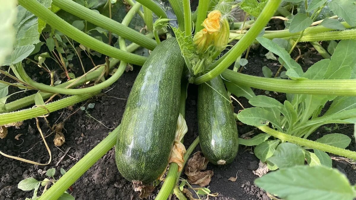 Фото: UfacityNews.ru