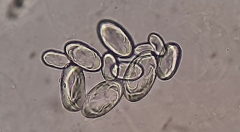   Ajay Kumar Chaurasiya / Wikimedia Commons / CC-BY-SA-4.0