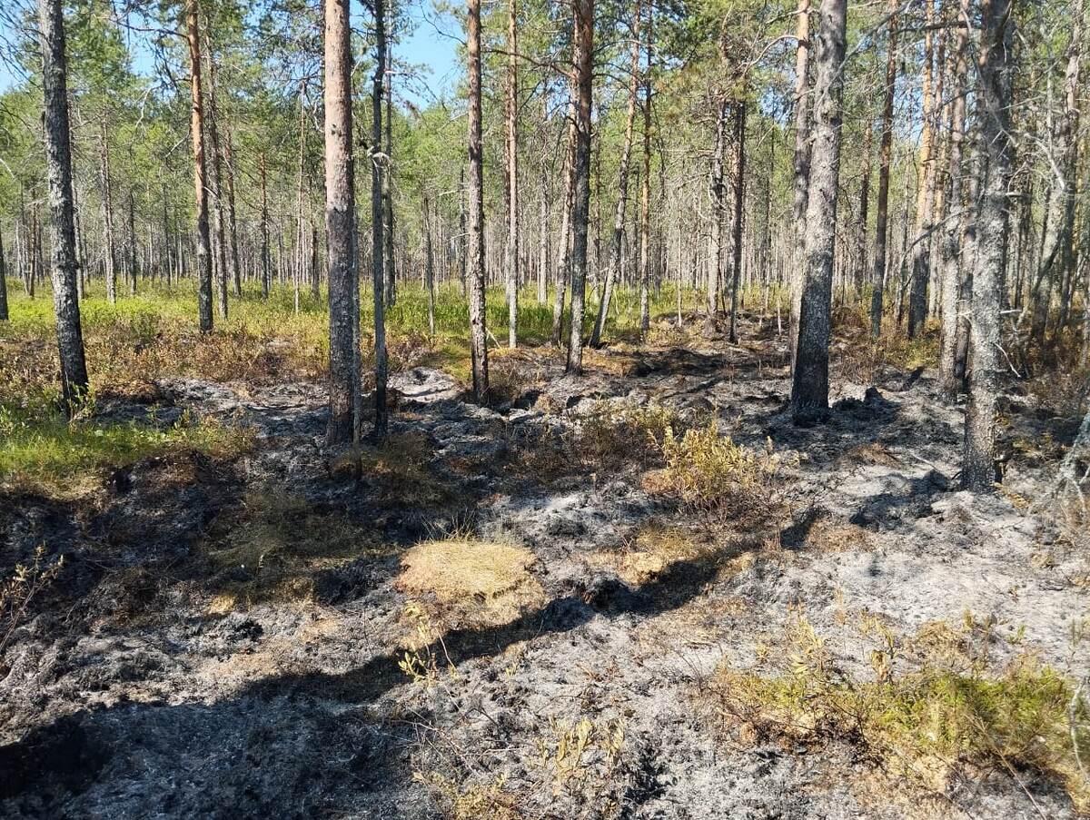    Фото: госкомитет Карелии по обеспечению жизнедеятельности и безопасности населения/ Телеграм
