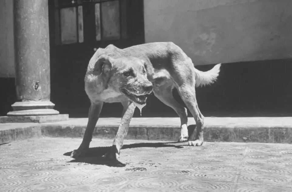 Изображение взято с сайта https://www.thesun.co.uk/wp-content/uploads/2017/10/nintchdbpict000359279533.jpg?strip=all&w=960