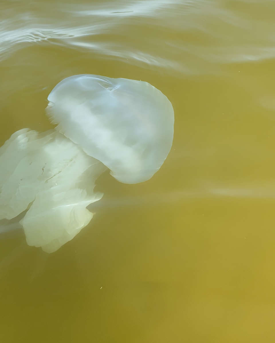 Медуза с глазами и ртом, заметили?