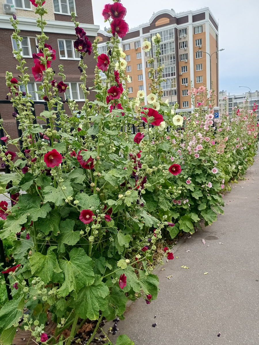 Вчера сфотала около своей студии мальвы как бы говорят: скоро осень
