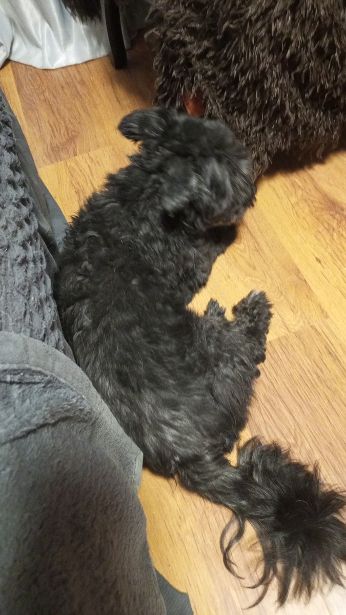 Наш дружный тюлений коллектив