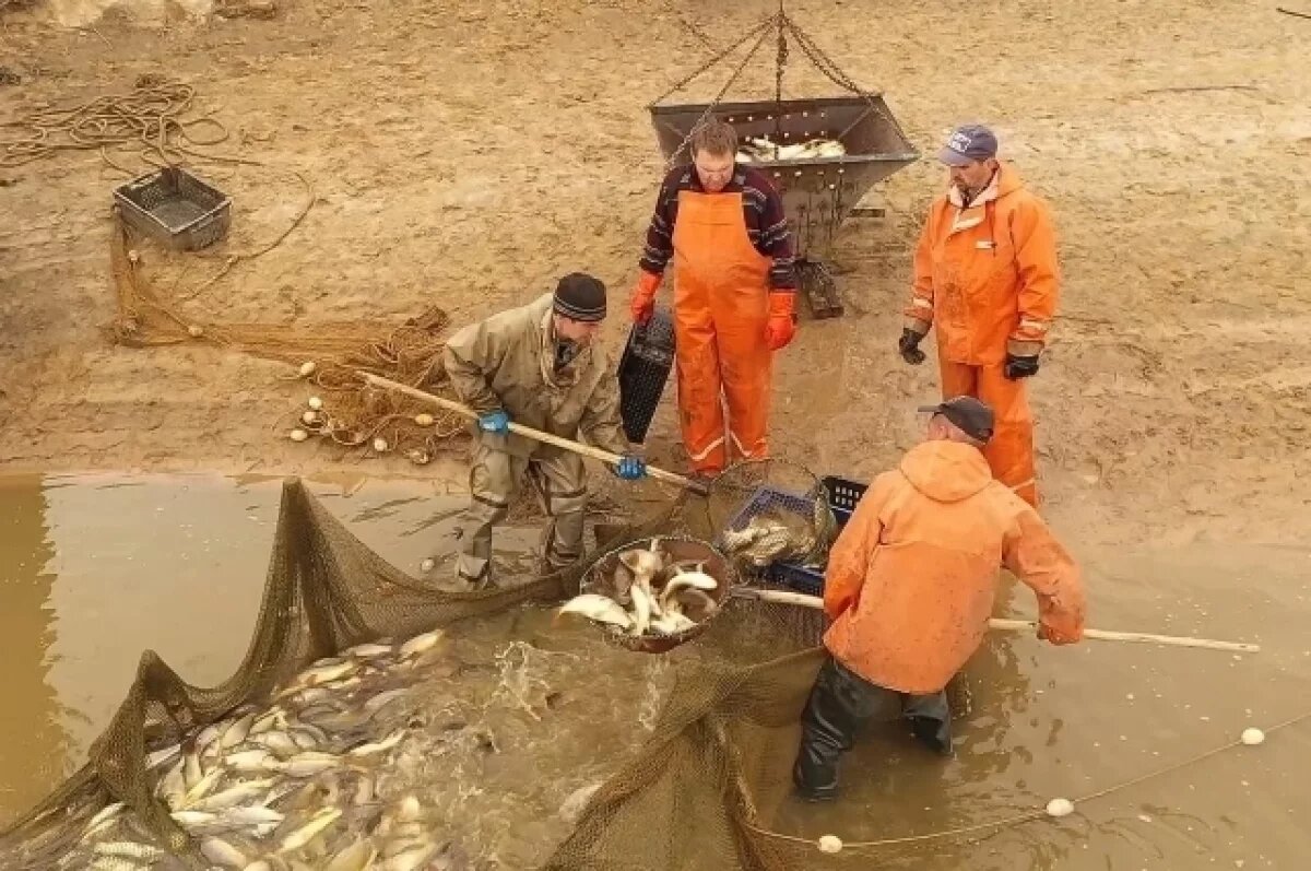    Объемы производства товарной рыбы увеличили в Нижегородской области