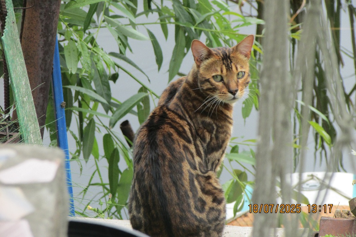 Фото Автора. Кот в гости приходил, Красавец.