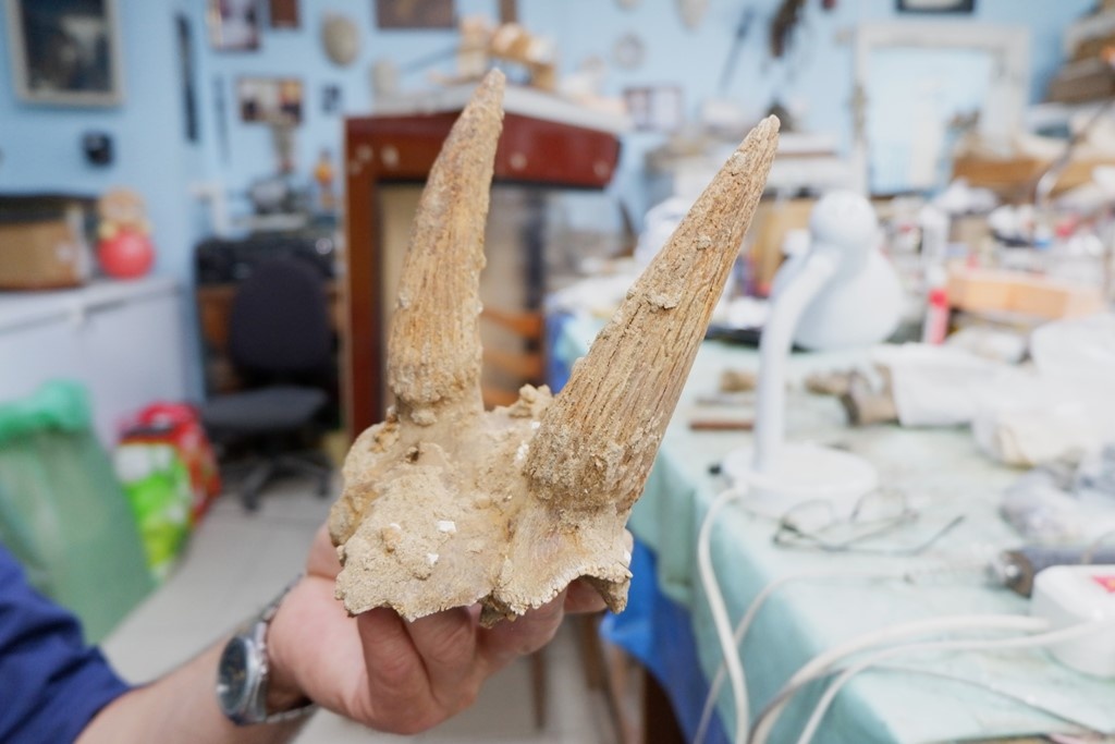    Остатки черепа сайгака.