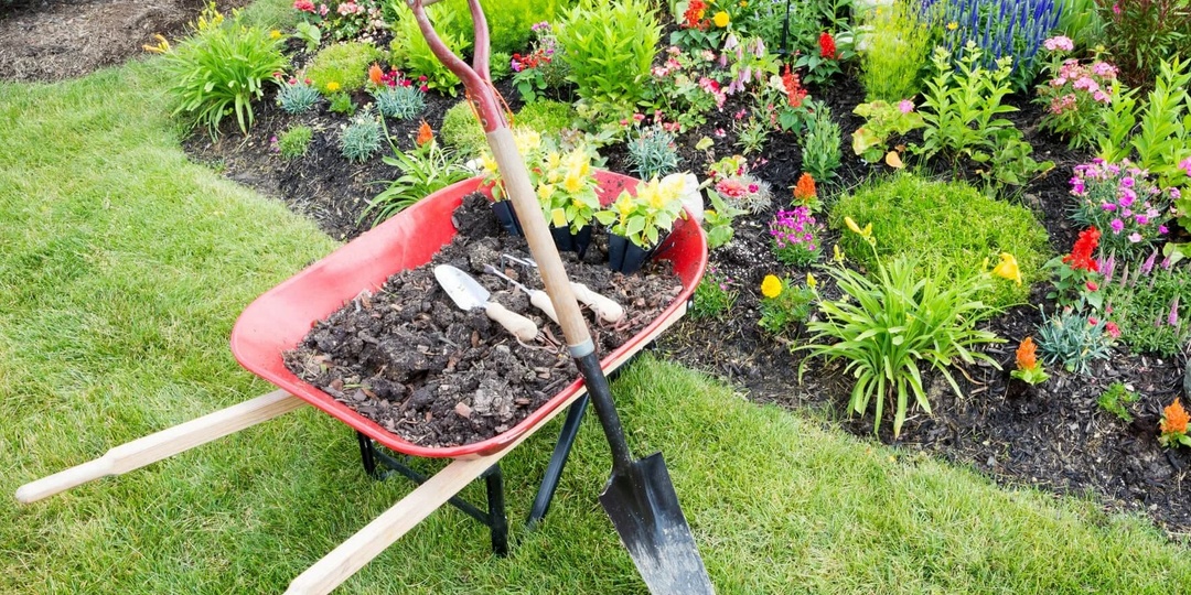 Что сажать в середине лета: культуры, которые ещё успеют вас порадовать