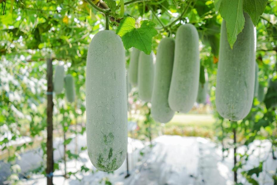    Shutterstock/FOTODOM