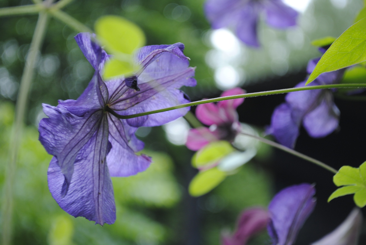Все фотографии и цветочки мои
