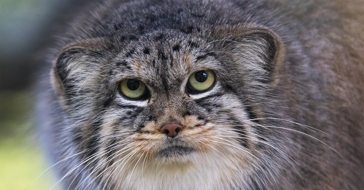 Ворчливый манул