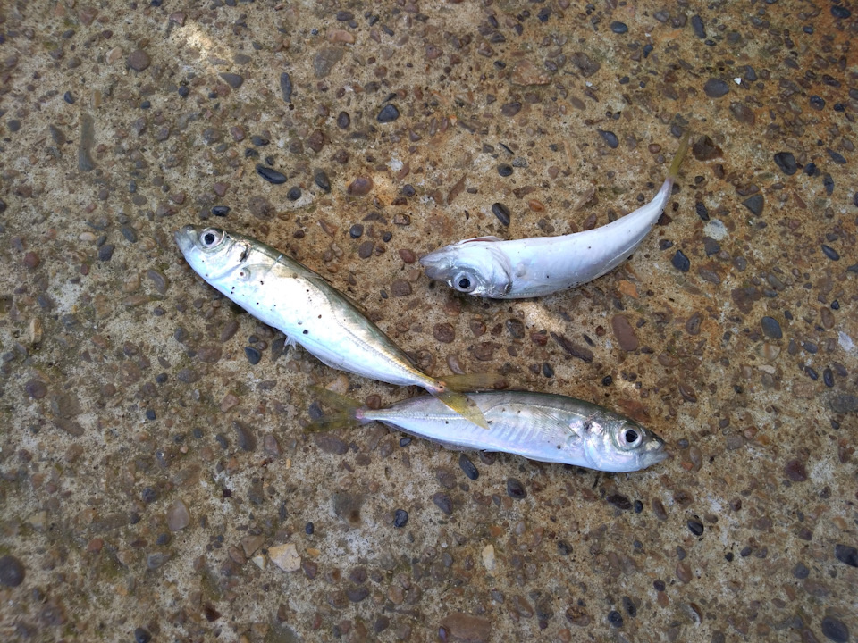 Невелик трофей, да вкусен!