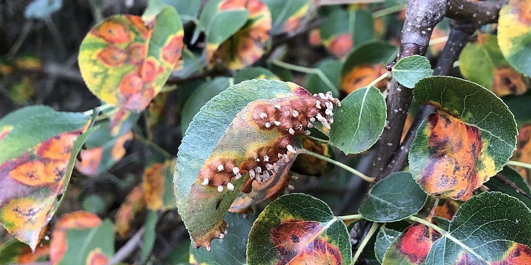 Ржавчина на груше в конце июля - эффективные меры борьбы