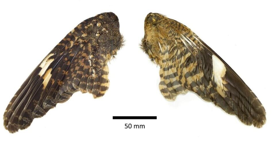   J. Martin Collinson et al. / bioRxiv