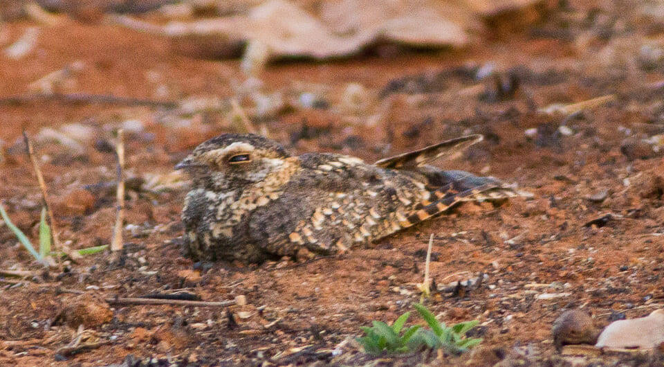   Ron Knight / Flickr / CC BY 2.0