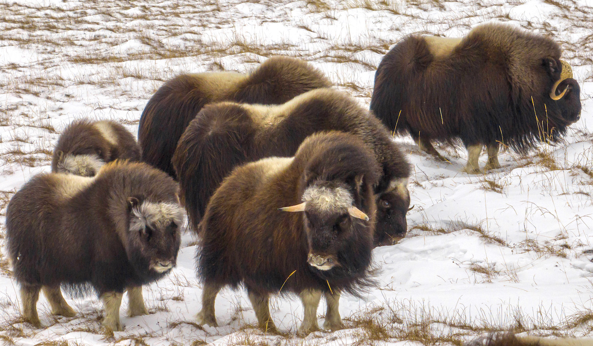 Овцебыки с детёнышами в природном парке «Ингилор». Фото: Данил Хусаинов. Источник: yanao.ru