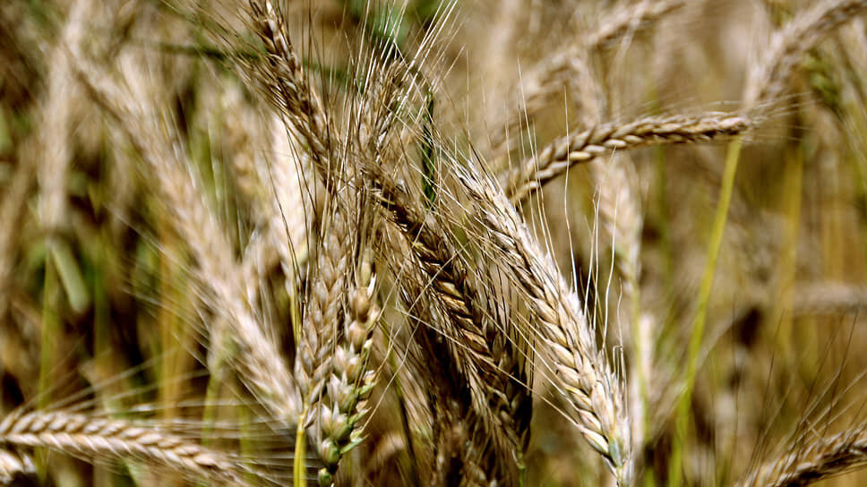 Фото: Александр Чиженок / Коммерсантъ