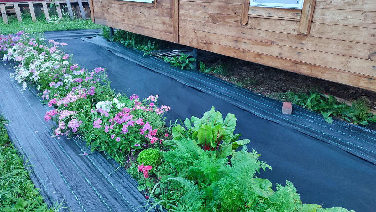 Клумба стала пышной