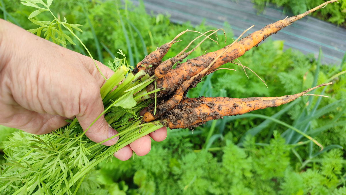 Это морковка которую посадила поздно. А морковка уже есть
