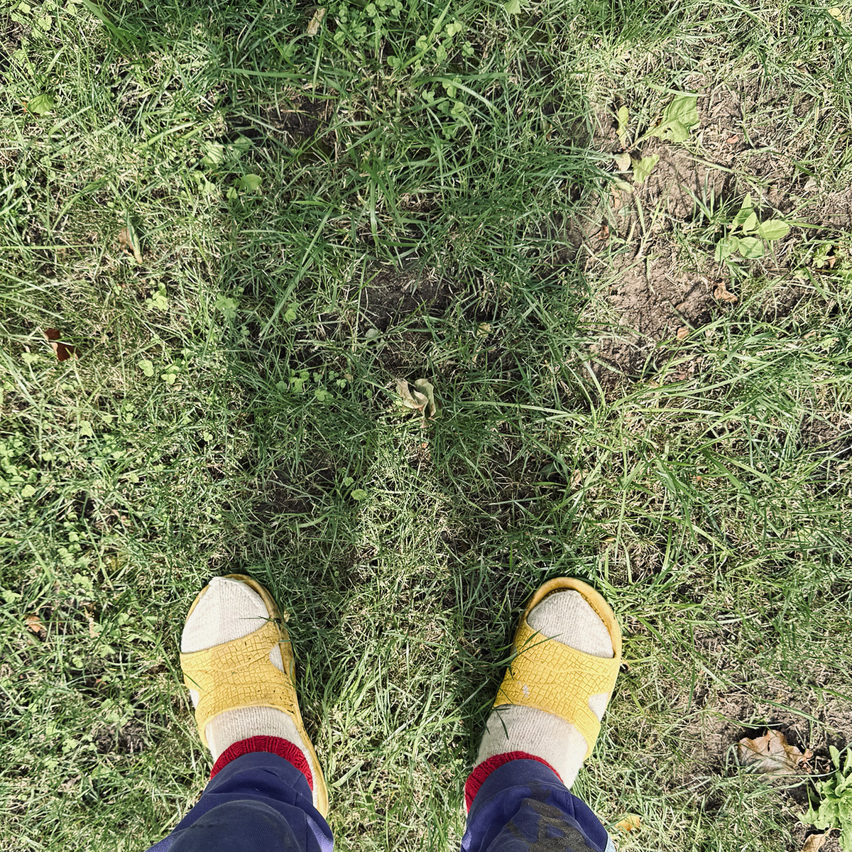 Газон до появления клевера