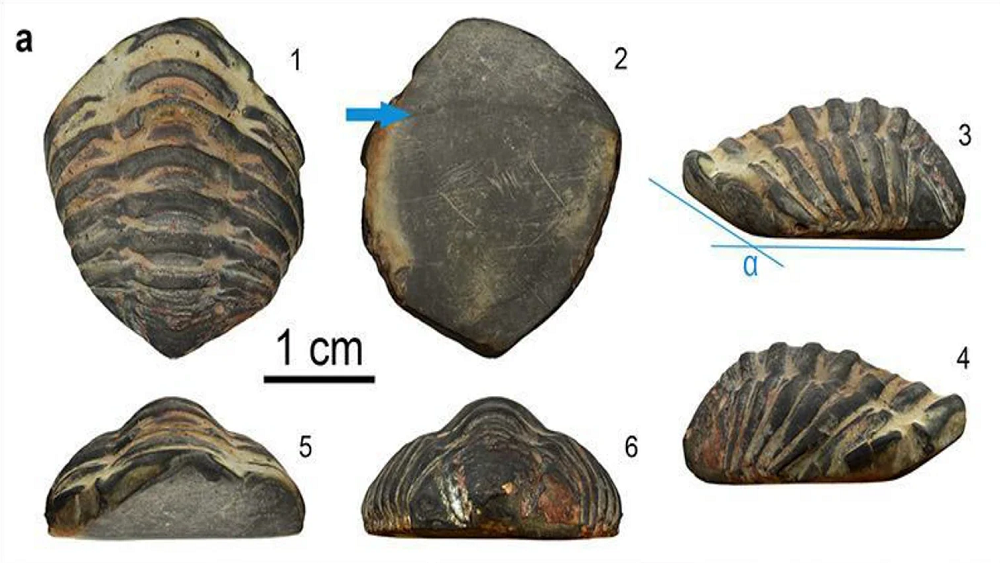     Фото: Fernández-Fernández, Archaeological and Anthropological Sciences