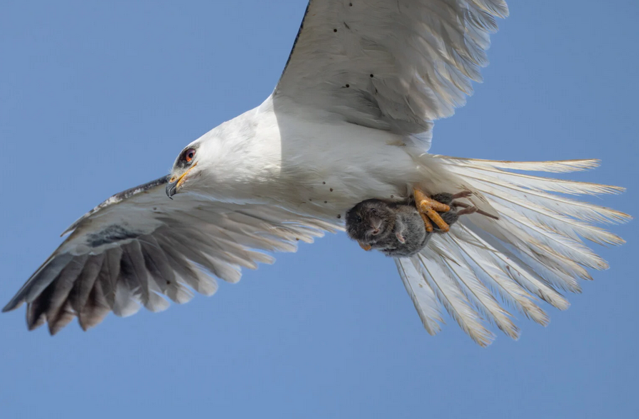    Sha Lu, petapixel.com