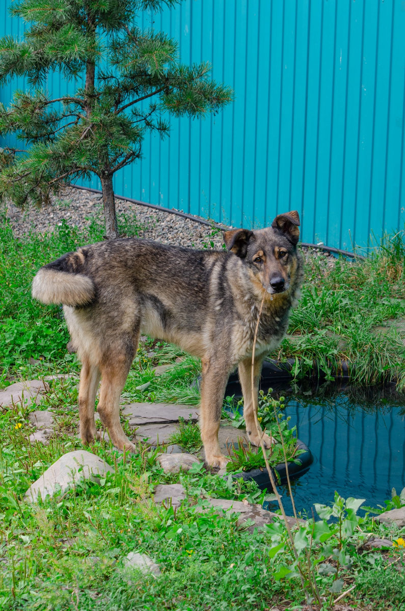 Омежа не самая социальная собачка, но довольно быстро адаптируется.