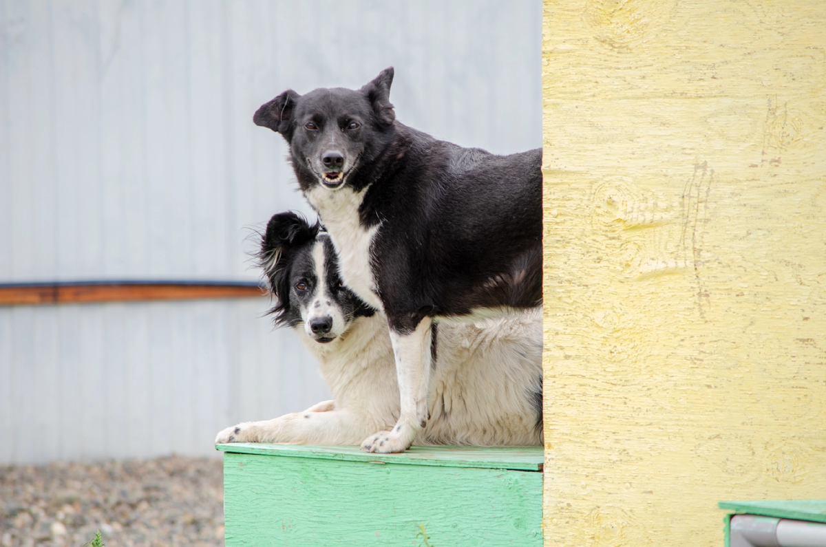 Зола и Забава ❤️