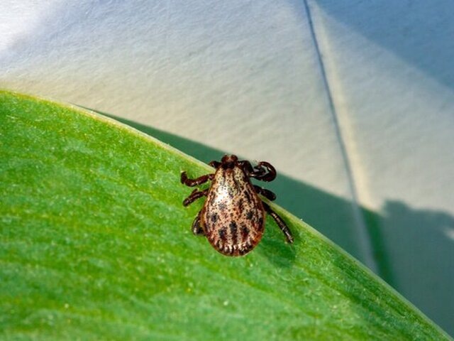    Фото: 123RF/mironovm