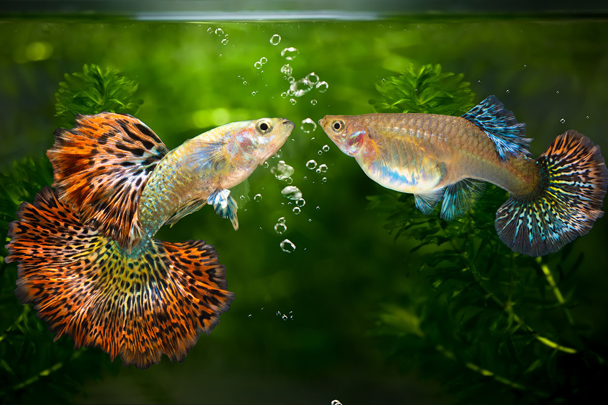 Гуппи быстро размножаются даже в общем аквариуме. Источник: Shutterstock📷
