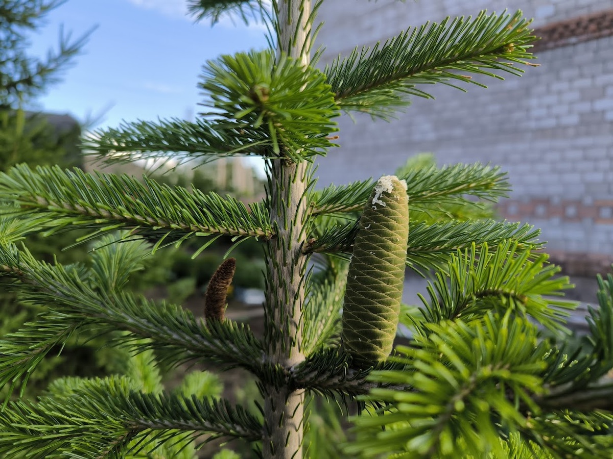 Забавно. На пихте шишки растут вверх