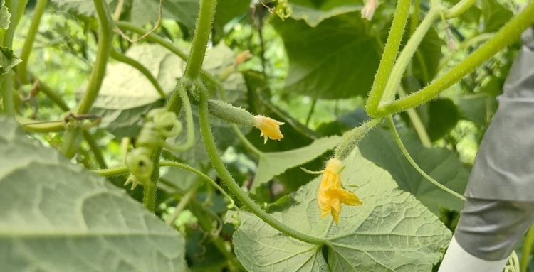    Фото: Лукьянов Дмитрий, AgroXXI.ru