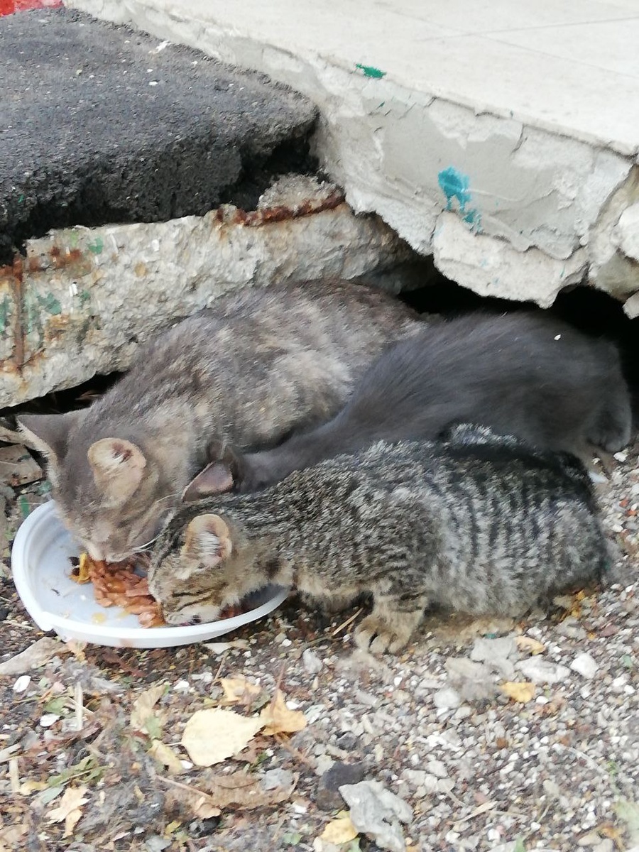 Вот так они и жили... Под ступеньками подъезда