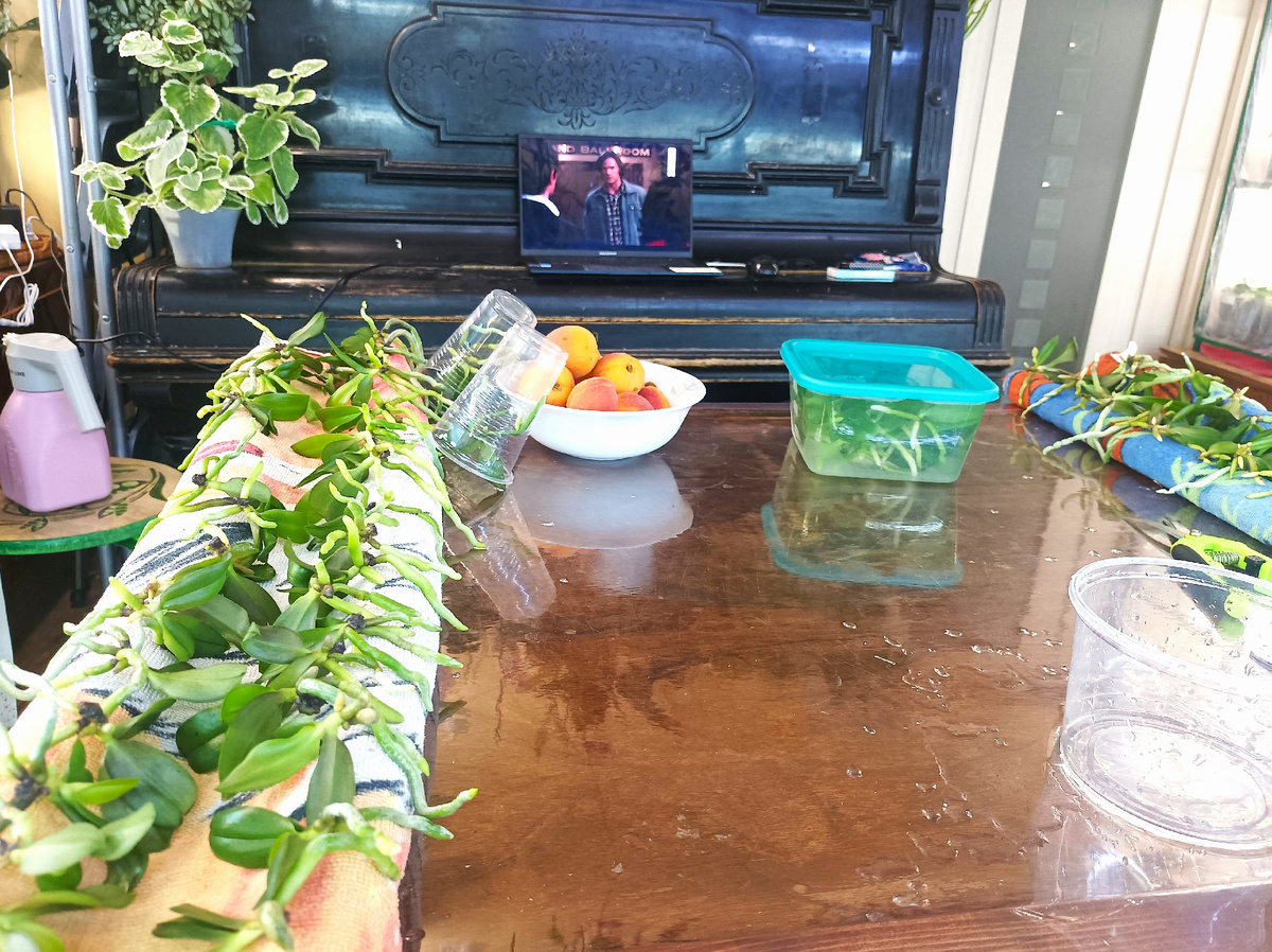 дождь, абрикосы, фласки орхидей и Сверхъестественное